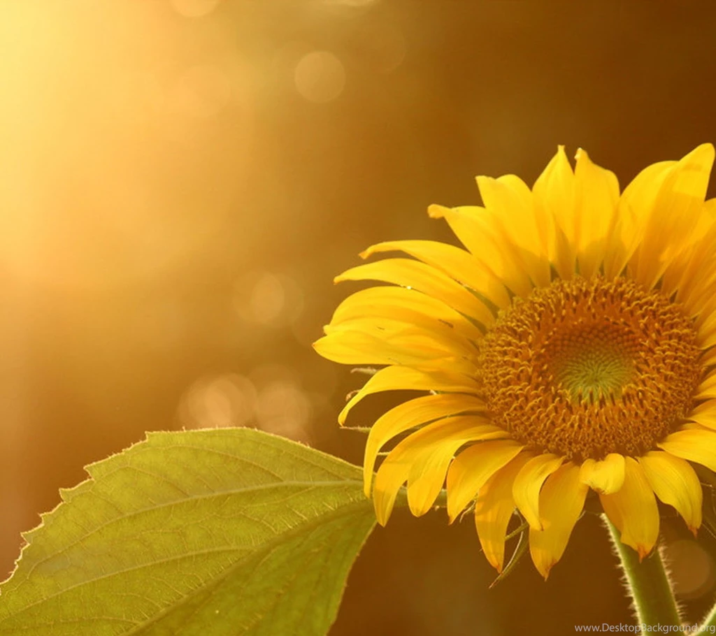 Sunflower Wallpapers HD Pictures