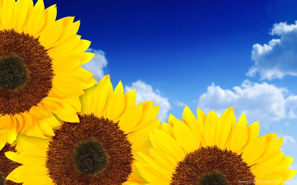 Pure Yellow Sunflowers Wallpapers