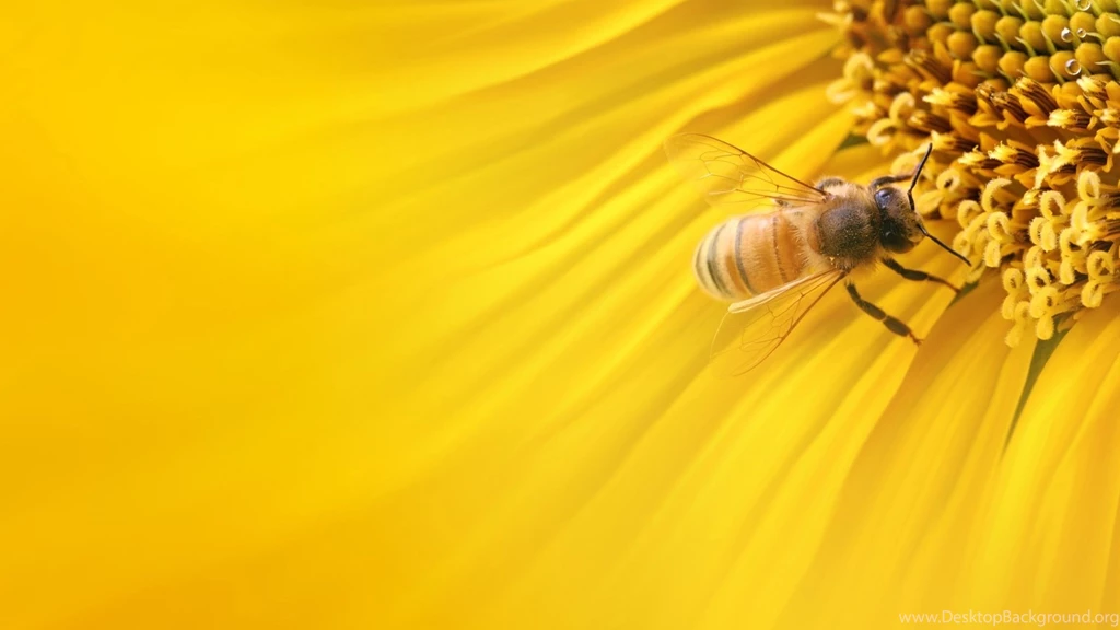 Honey Bee In Yellow Sunflower Wallpapers
