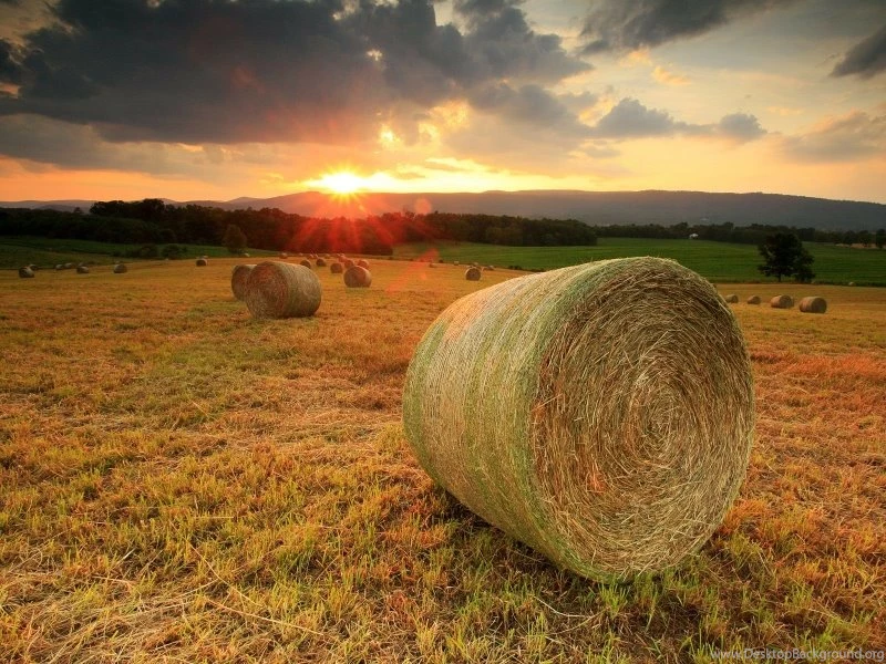 Sunset Nature Fields 1600x1200 Wallpapers – Nature Fields HD ...