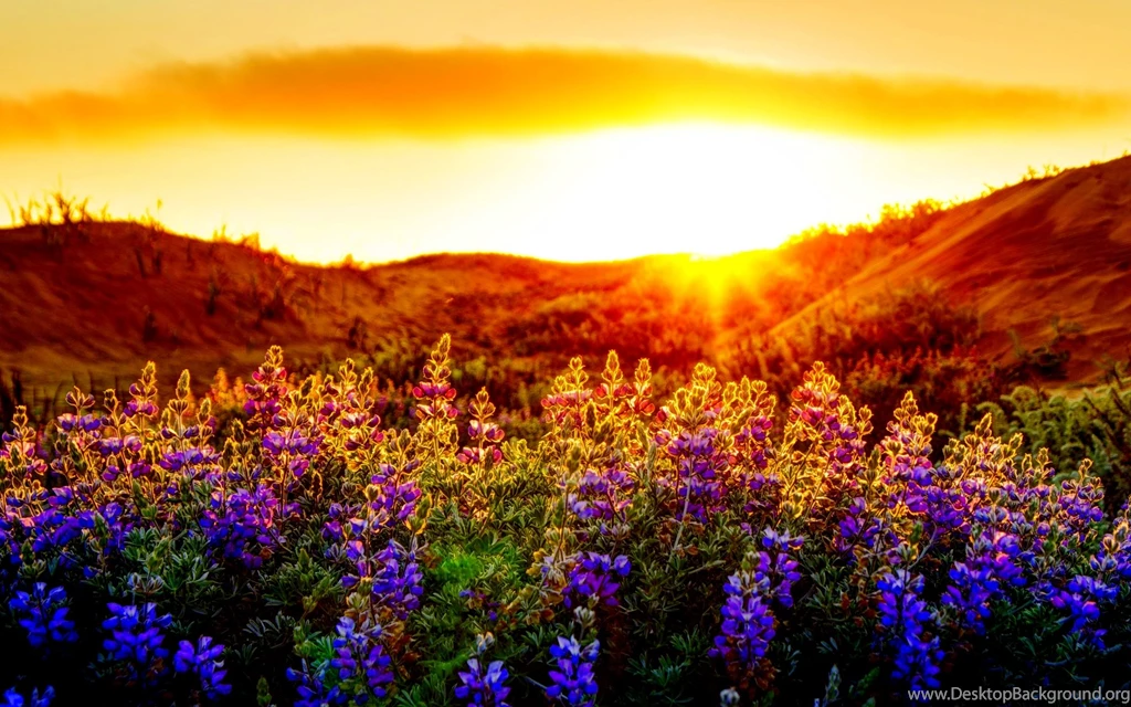 Nature Wallpapers Kokean.com: Sunset Wallpapers Widescreen ...