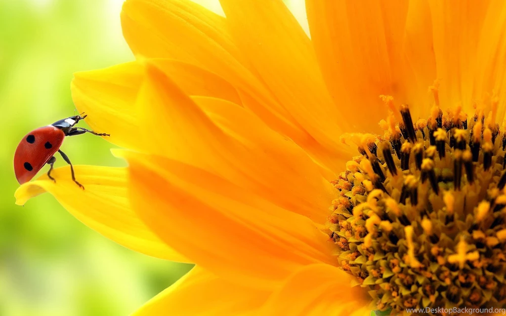 Sunflower HD Wallpapers