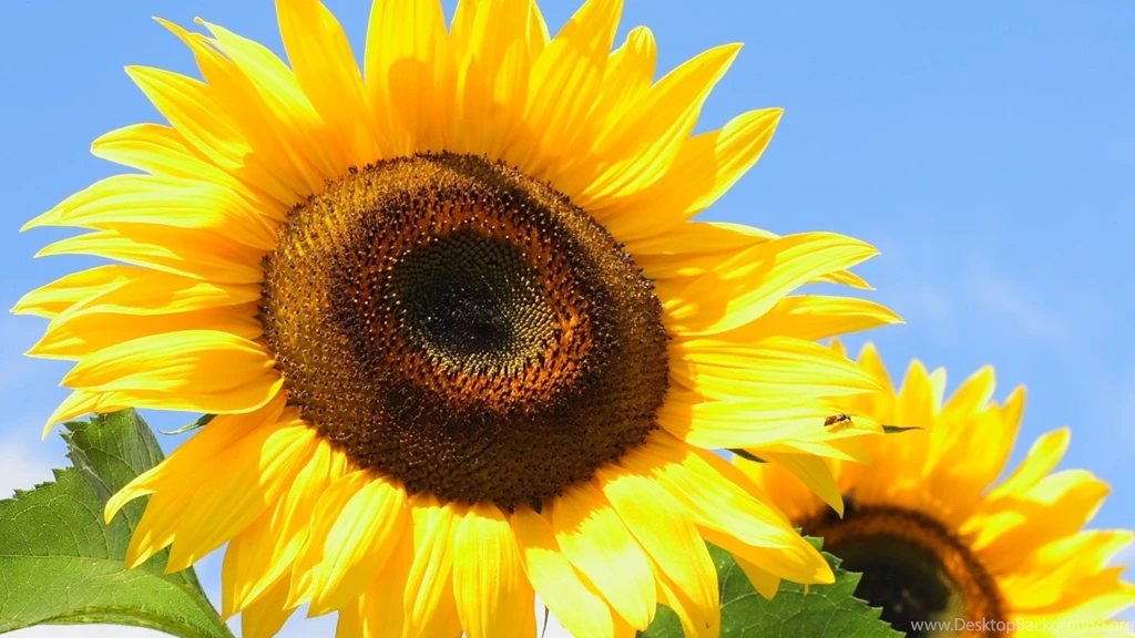 Download Wallpapers 2048x1152 Sunflowers, Yellow, Leaves, Sunflower ...