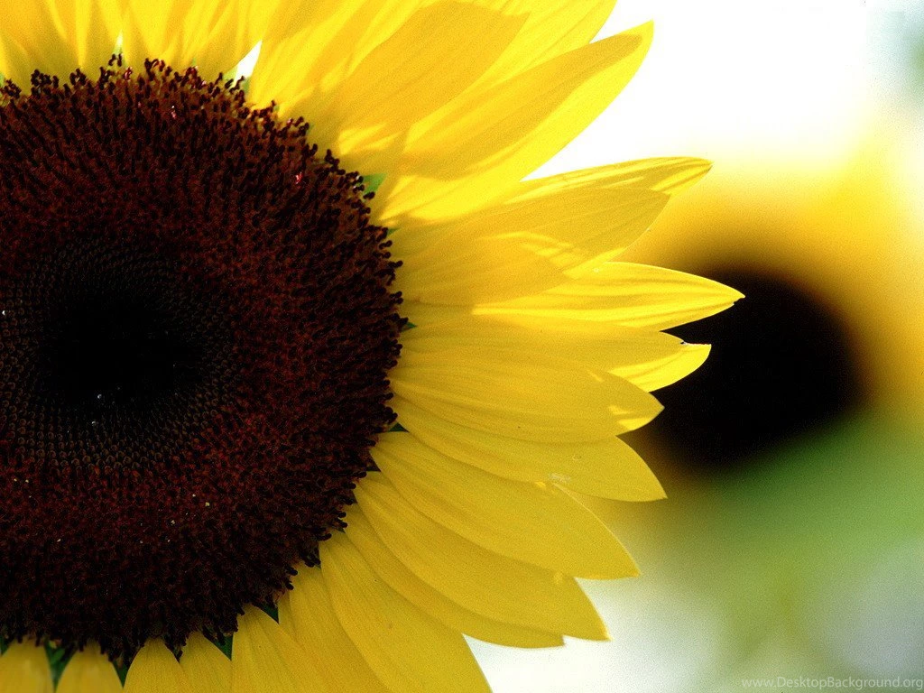 Sunflower Wallpapers