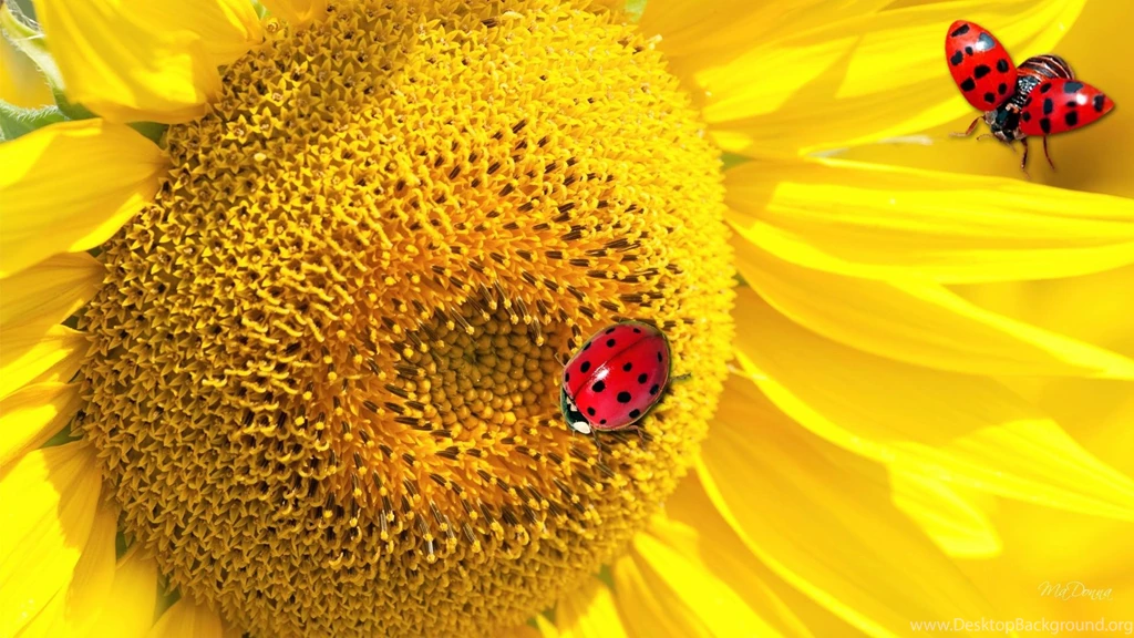 Ladybugs Sunflower >> HD Wallpaper, Get It Now!
