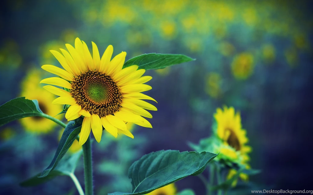 Spring Yellow Sunflower Wallpapers And Images Wallpapers ...