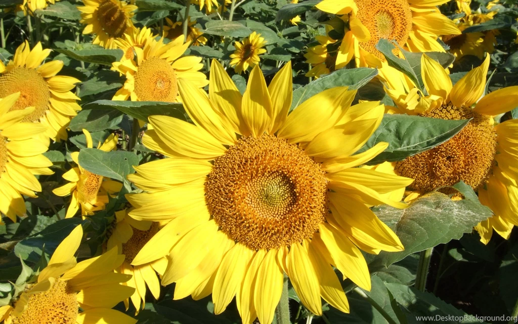 Yellow Sunflower Wallpapers And Images Wallpapers, Pictures, Photos