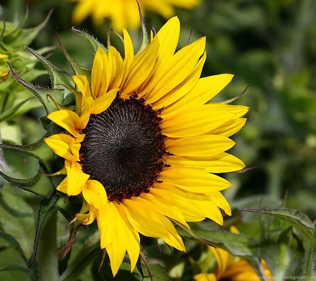 Cool Sunflower Backgrounds Screen HD Wallpapers
