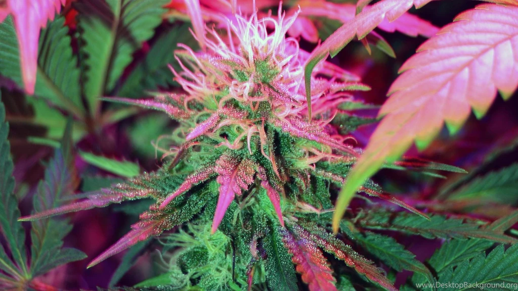 Lawmakers In 11 States Approve Low THC Medical Marijuana Bills ...