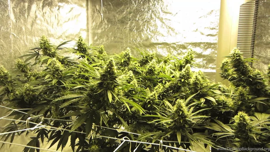 Cannabis UV T5 With HPS Grow Part 3 Day 35 YouTube