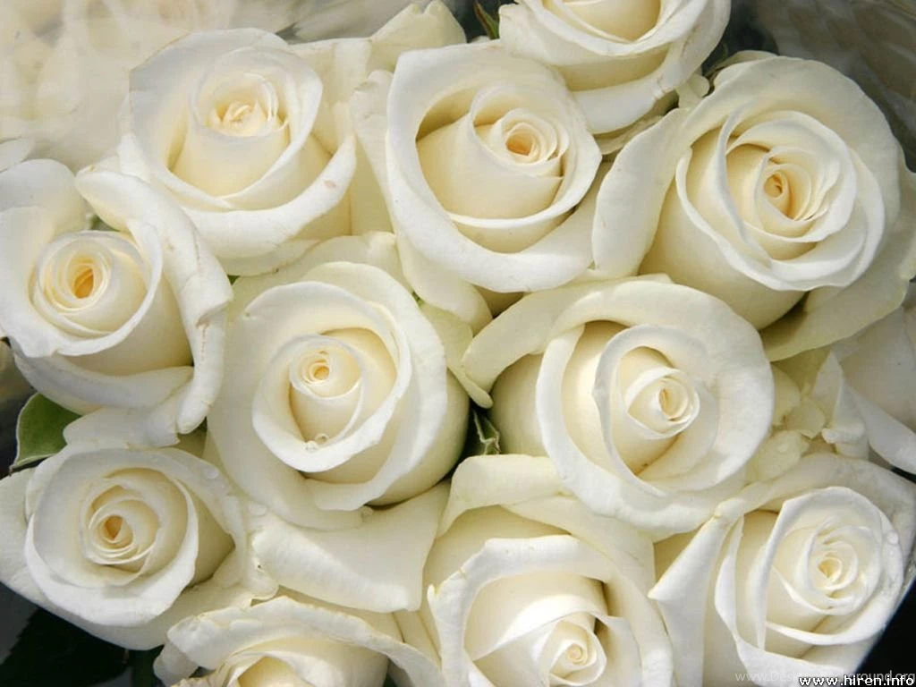 White Rose Wallpapers Collection (29+)