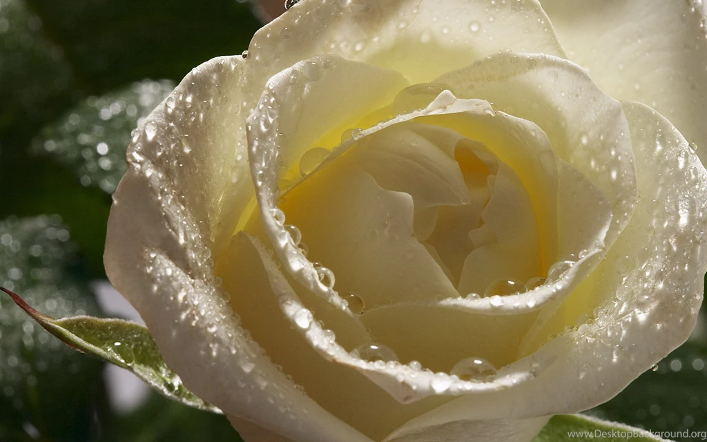 White Roses HD Wallpapers Free Downloads