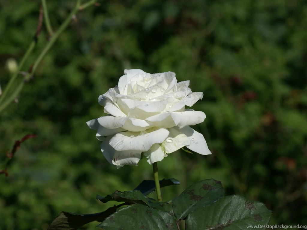 White Rose HD Wallpapers