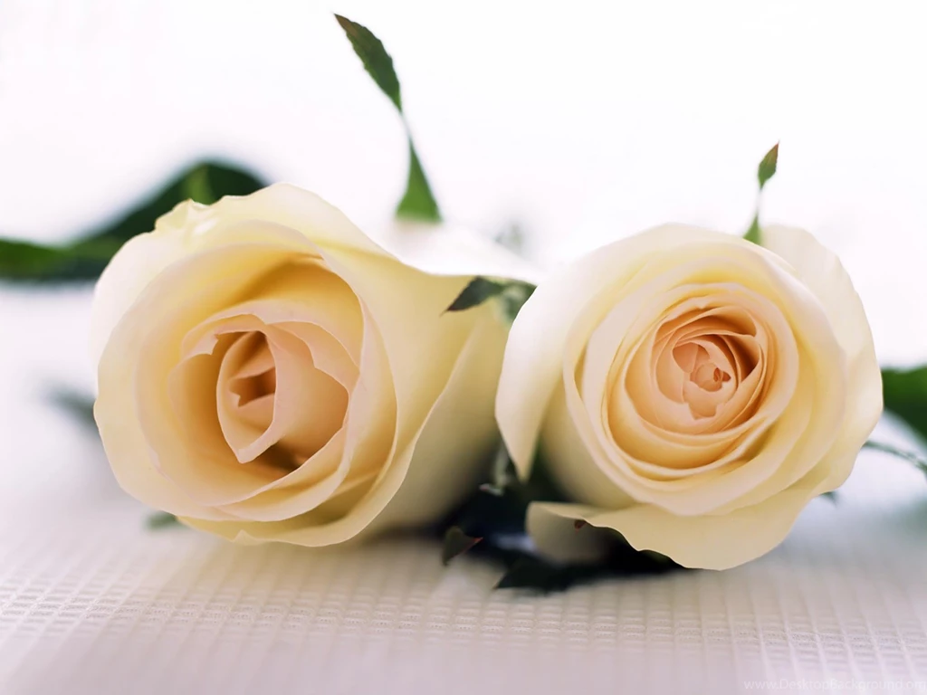 Desktop Wallpapers · Gallery · Nature · Perfectly White Roses ...