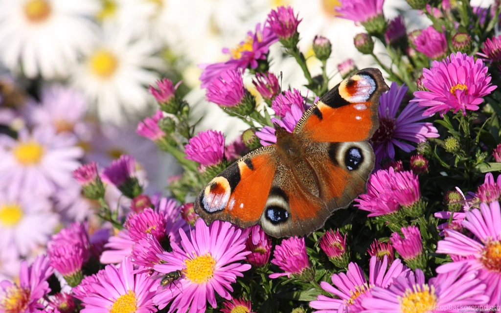 Butterfly Flower Hd Wallpapers 11198 Wallpapers Wallpapers Hd ...