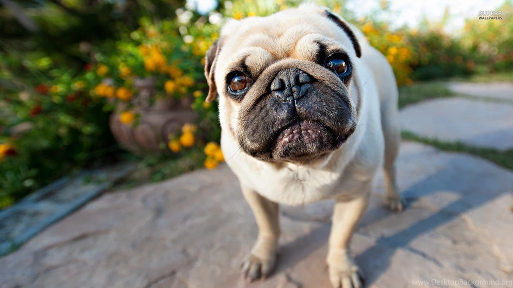 Pug Wallpapers Super Cute   Pug Wallpapers Super Cute Animal