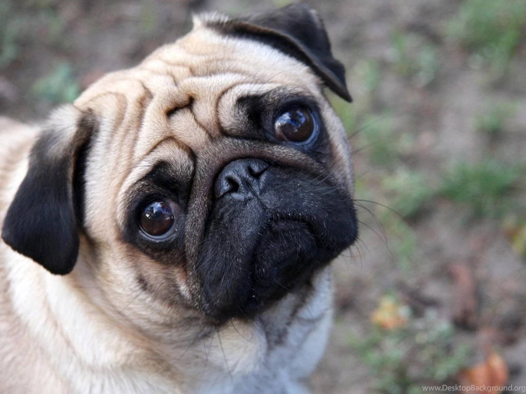 Cute Pugs Wallpaper.