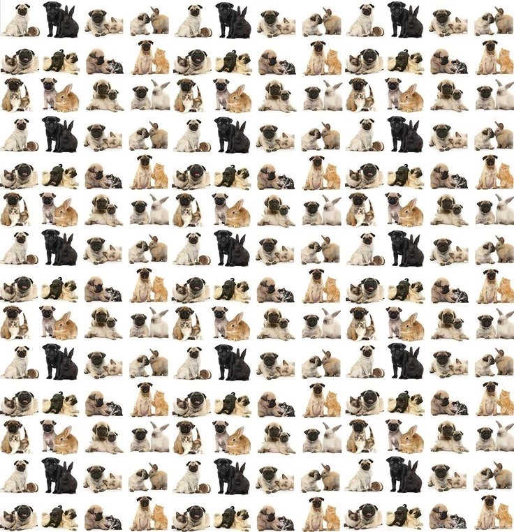 Use This Pattern To Make A Cute Pug Backgrounds For Your Twitter Or ...