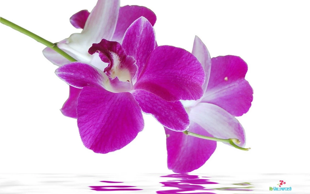 Flowers High Resolution Desktop Windows Wallpapers 050
