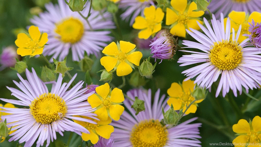 Awesome Flower White Desktop