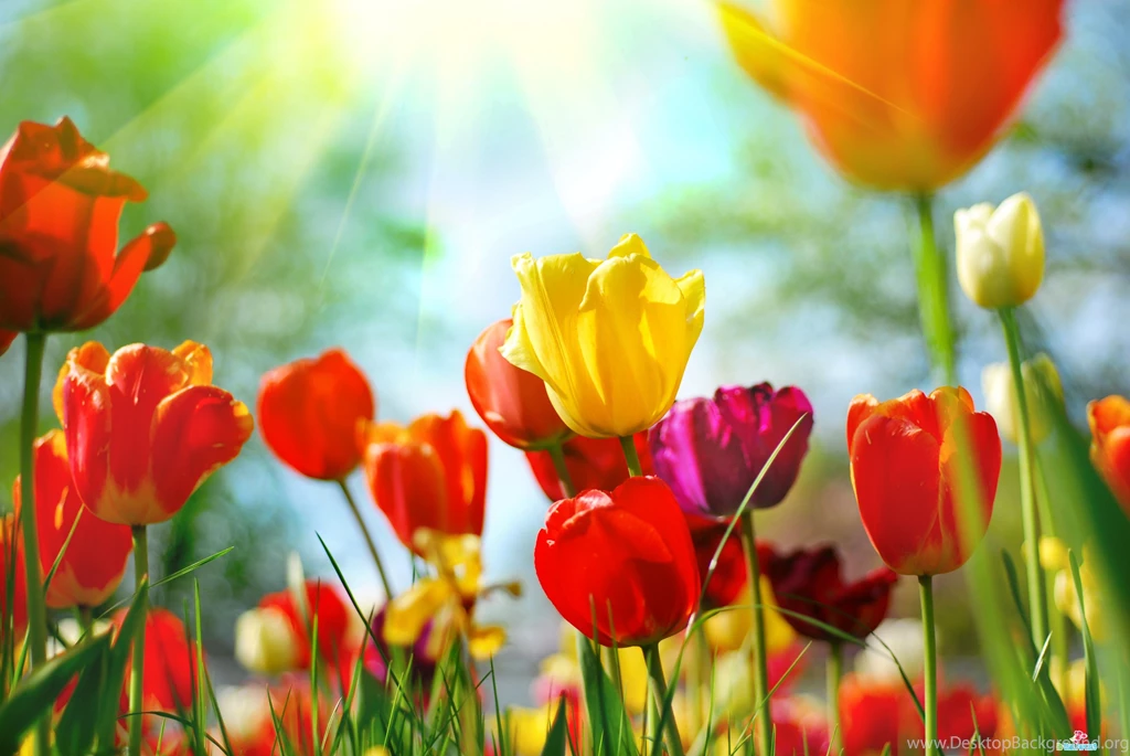 Flowers High Resolution Desktop Windows Wallpapers 034