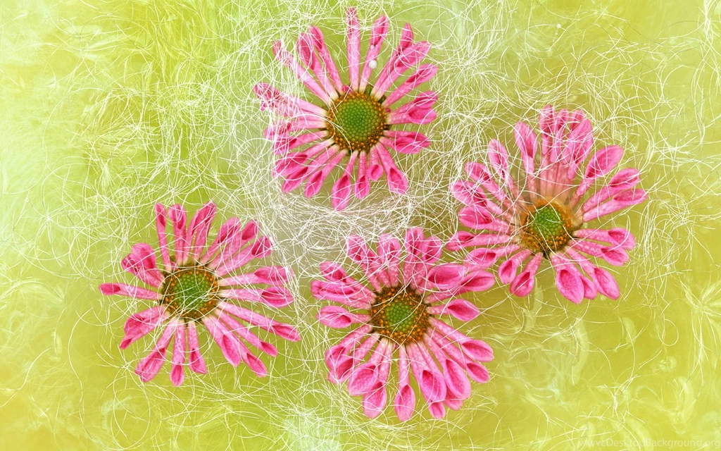 Harmony Ikebana Flowers Wallpapers 1440x900 1440x900 NO.18 Desktop ...