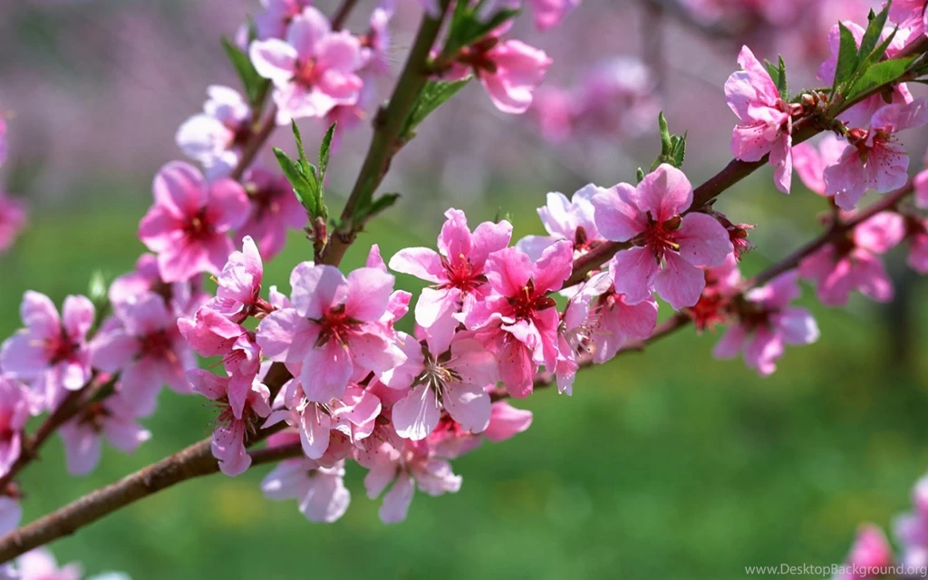 Flower HD Wallpapers Free Download ~ Unique Wallpapers