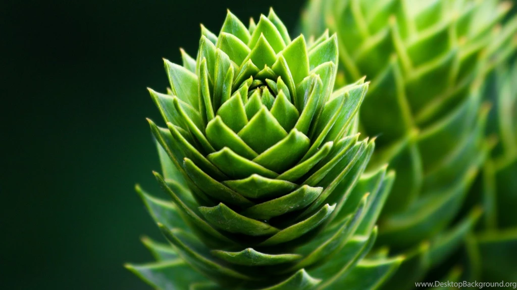 Unique Flowers Pictures