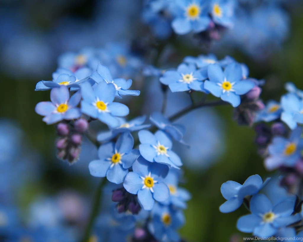 Forget Me Not Flowers