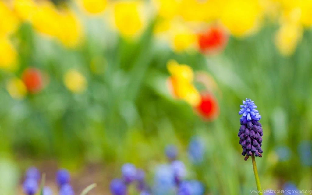 Flowers Images And Names Download