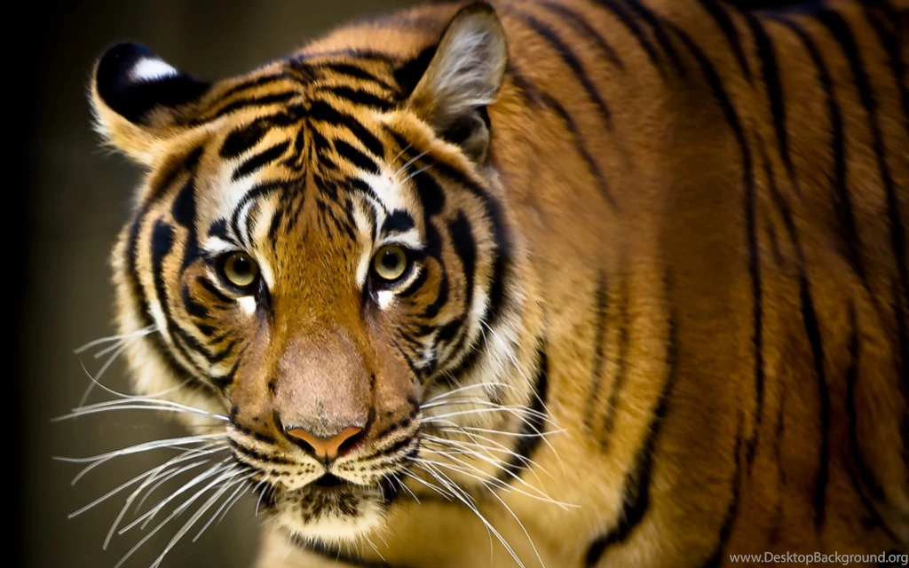 Very Big Tiger