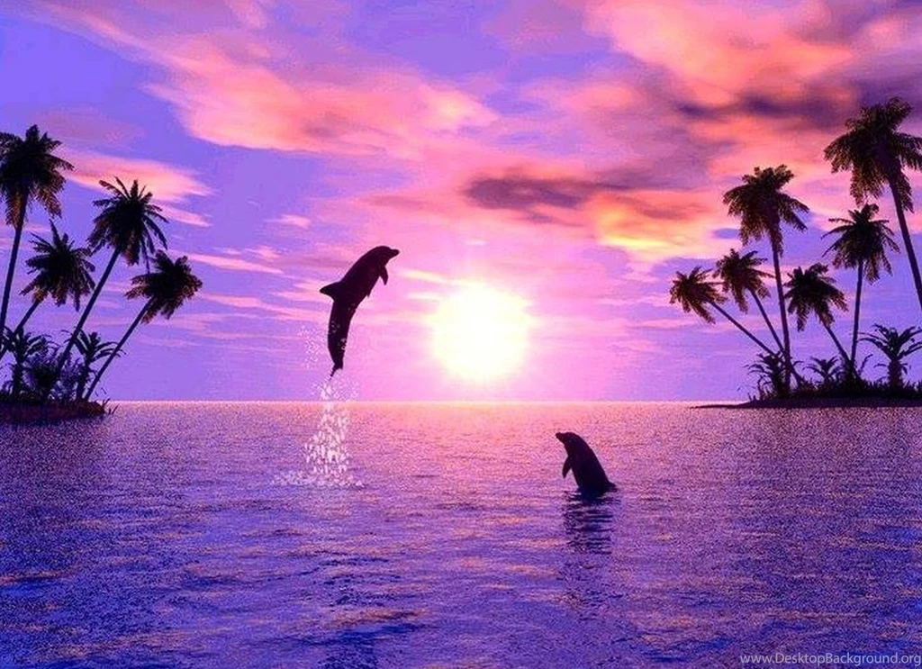 Dolphin Wallpapers – AB Wallpapers