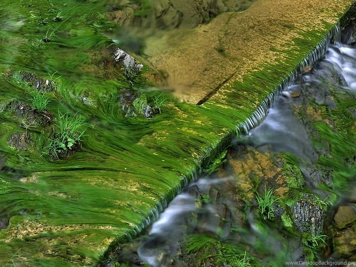 Photos: 3 Algae Patterns In Harts Run Greenbrier State Forest West ...