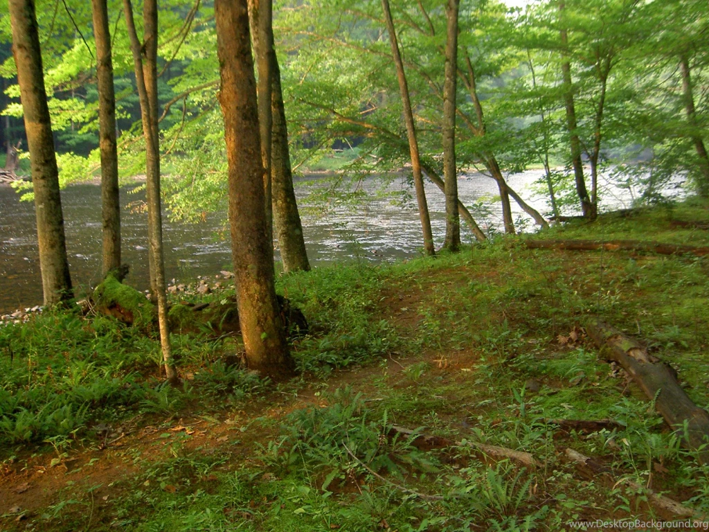 The Forest At Shavers Fork River : Travel Wallpapers And Stock Photo