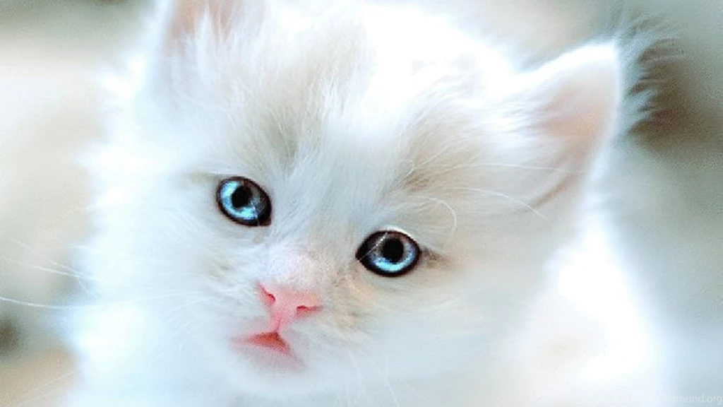 Cute Wallpapers HD 1366x768 Wallpapermonkey.com