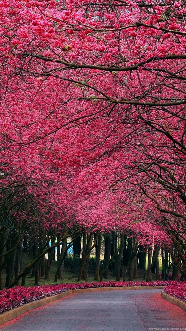 Awesome Hd Wallpapers Iphone