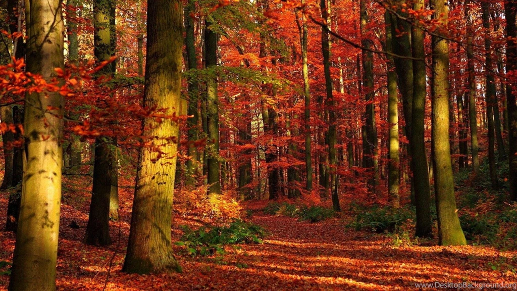 1920x1080 Fall Wallpapers Wallpapers Cave