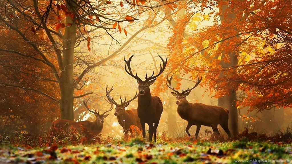 Autumn HD Desktop Wallpapers