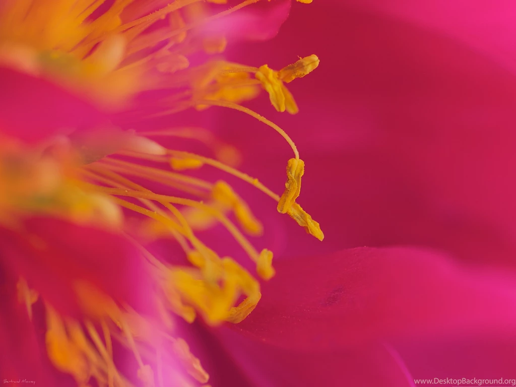 Beautiful Flowers Picture, Pink Blooming Flower And Yellow Stamen ...