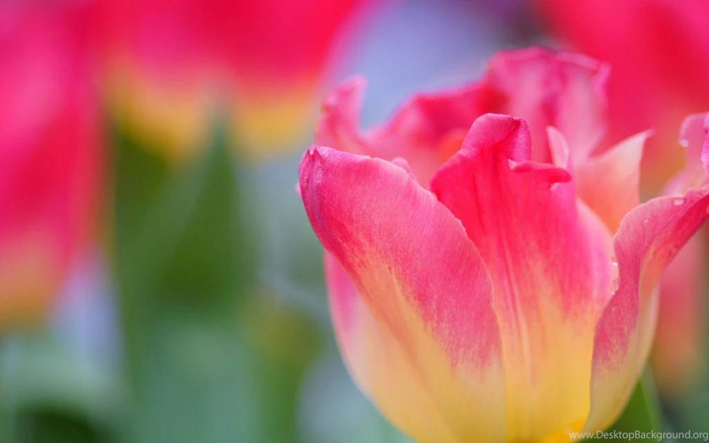 Yellow And Pink Tulips Wallpaper.