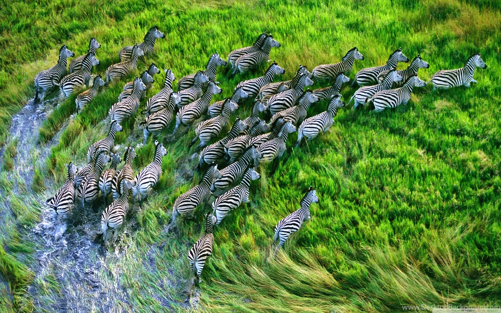 Mac Os X Retina Zebras HD Desktop Wallpapers : High Definition ...