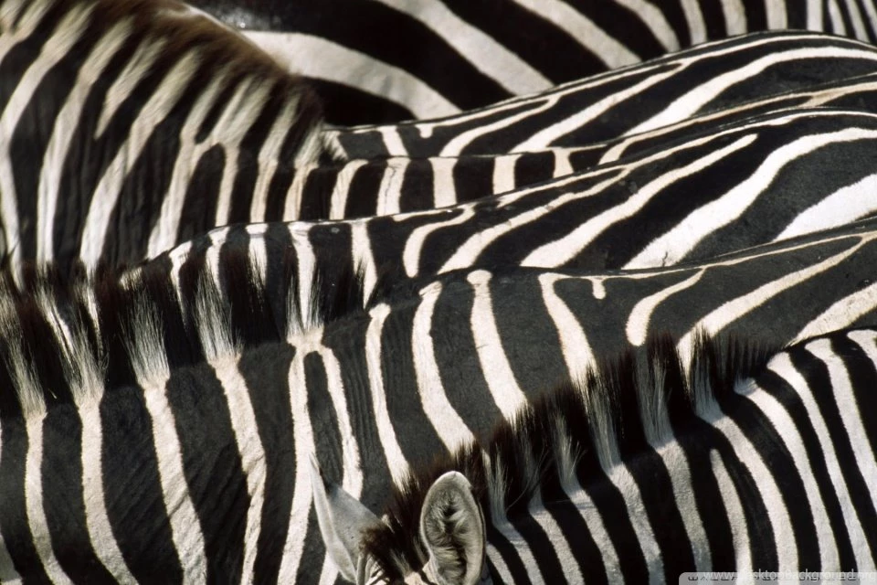 Zebra Group HD Desktop Wallpapers : Widescreen : High Definition ...