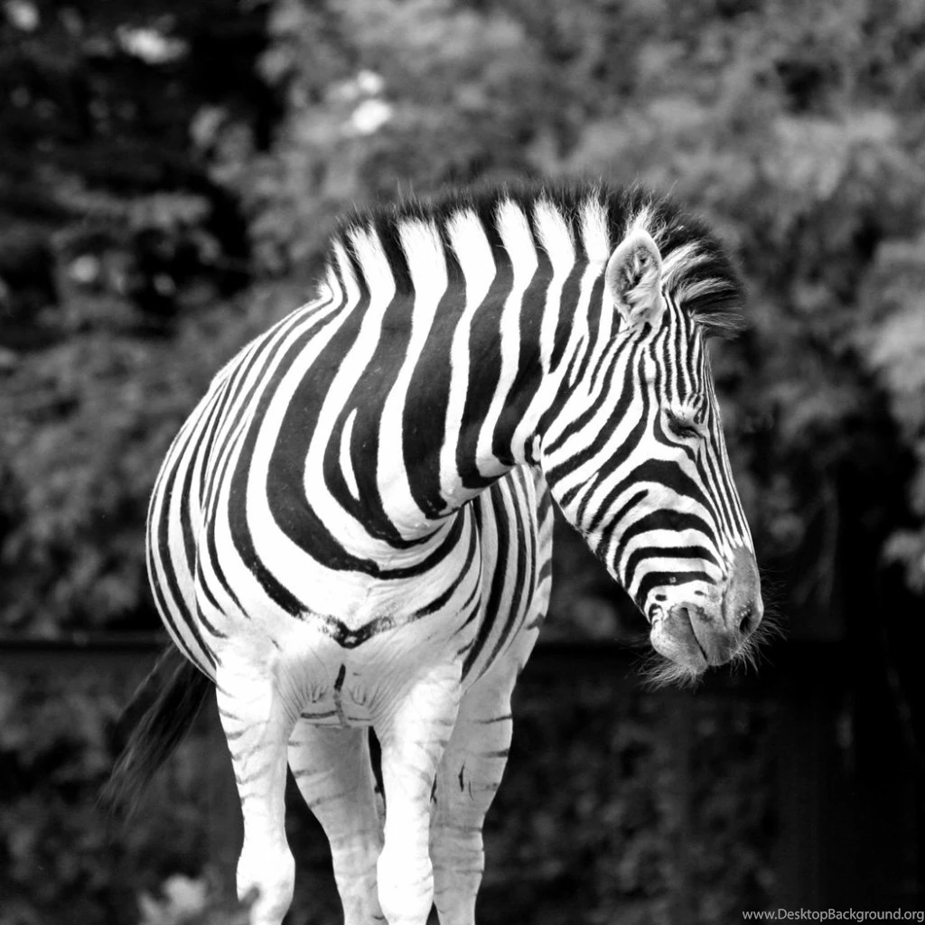 Wallpaper: Zebra, Animals, Wildlife, Trees, Grayscale Wallpapers