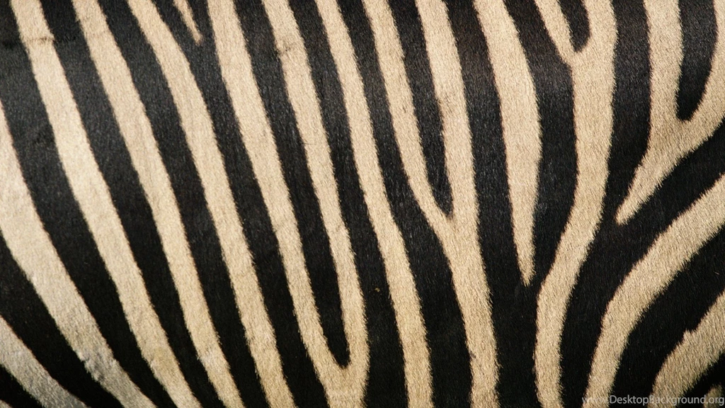 Wallpaper: Zebra Stripes, Animal, Zebra, Skin, Black, White ...
