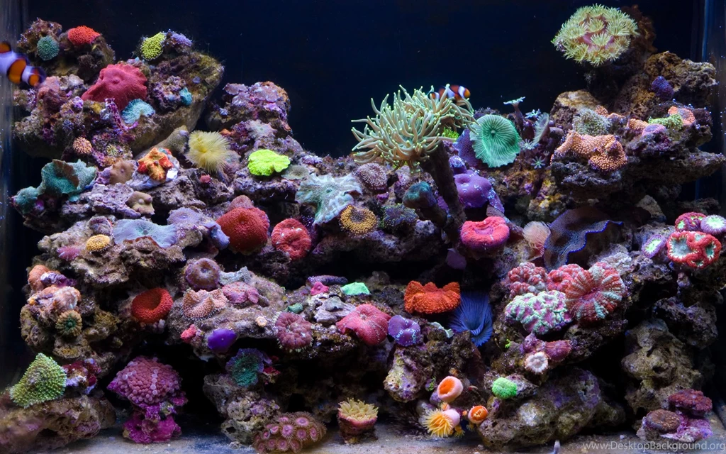 My 30G Nano Reef Tank (Lots Pics) Page 18 Reef Central Online ...