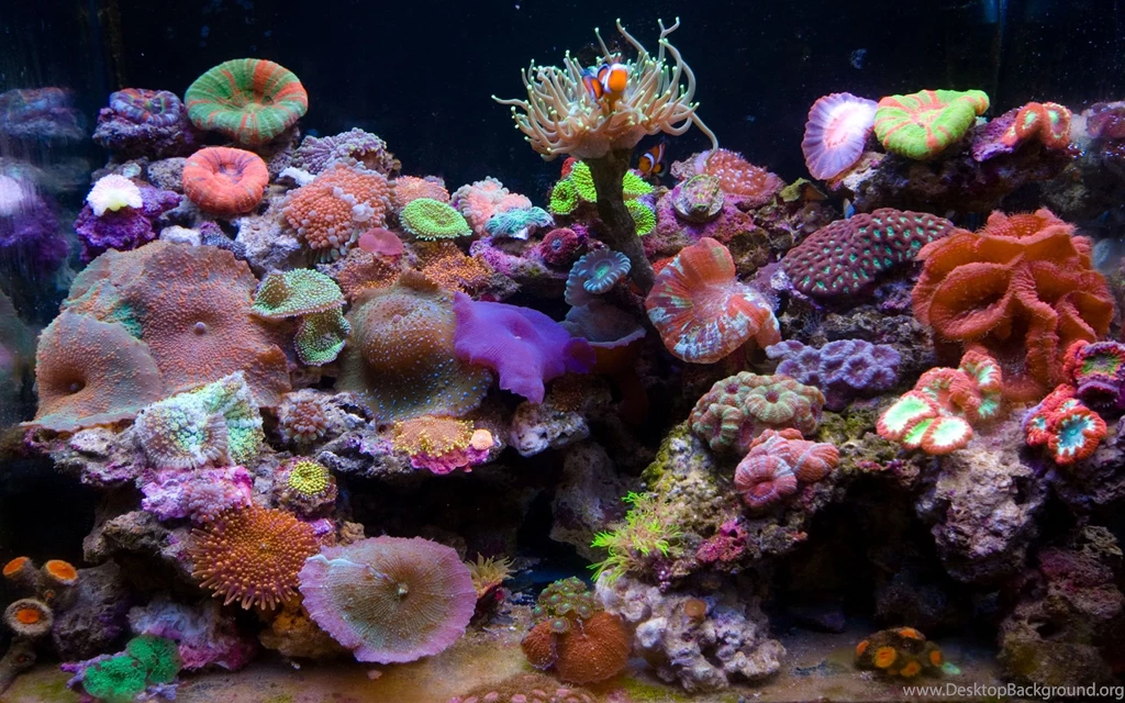 My 30G Nano Reef Tank (Lots Pics) Page 24 Reef Central Online ...