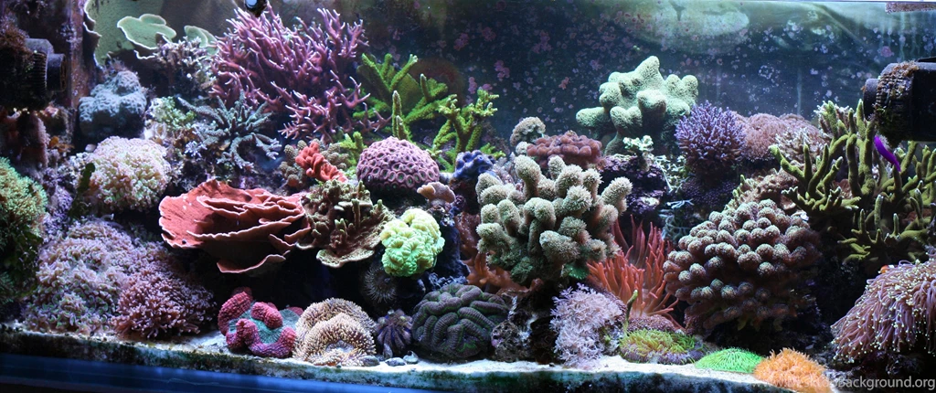 Aquascaping Wikipedia, The Free Encyclopedia