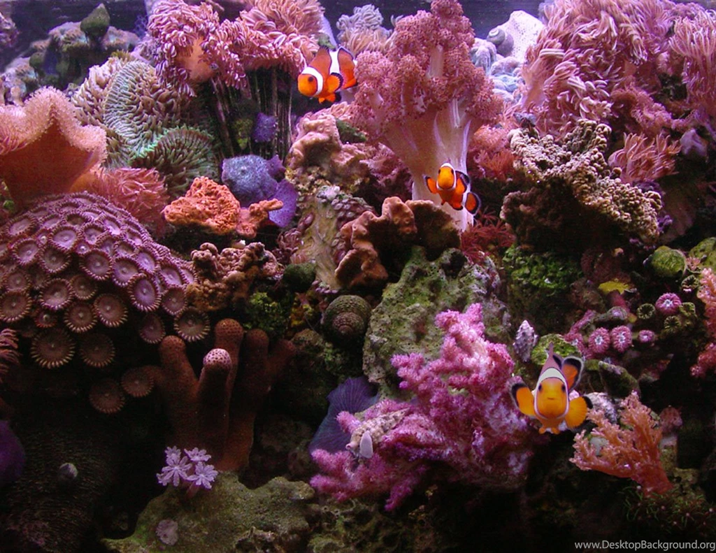 REEF AQUARIUM Wallpapers Image 11/18/02
