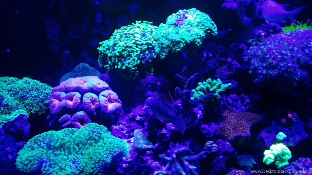 120 Gallon Mixed Marine Coral Reef Aquarium Fish Tank Saltwater ...