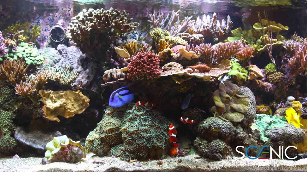Scenic Labs Coral Reef Aquarium In 4K YouTube